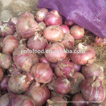 Especializados en la producción de cebollas rojas frescas